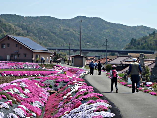 アイキャッチ: H26年度　板城探検隊～芝桜めぐり～