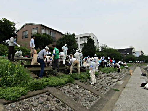 アイキャッチ: 平成29年6月　しながわCSR推進協議会合同活動　しながわ花海道のコスモスの種まきに参加