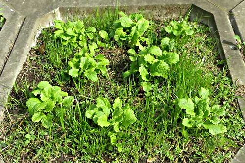 アイキャッチ: 京浜運河護岸　菜の花プロジェクト　菜の花生育しています。
