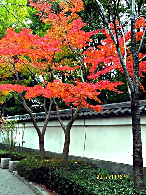 アイキャッチ: 「品川シルバー大学同窓会」第４ 回見学会都内　紅葉散策 「湯島聖堂～神田明神～小石川後楽園」