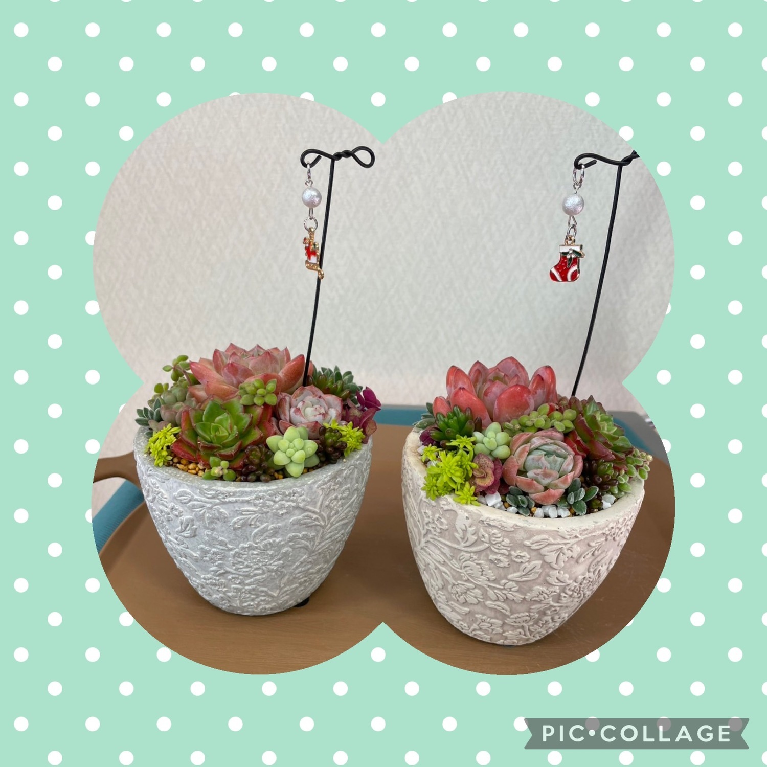 ≪あわが保育園≫　多肉植物の寄せ植え教室