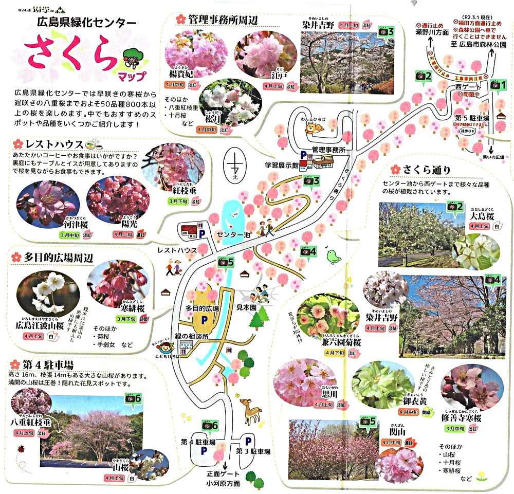 さくら祭り　　広島県緑化センター