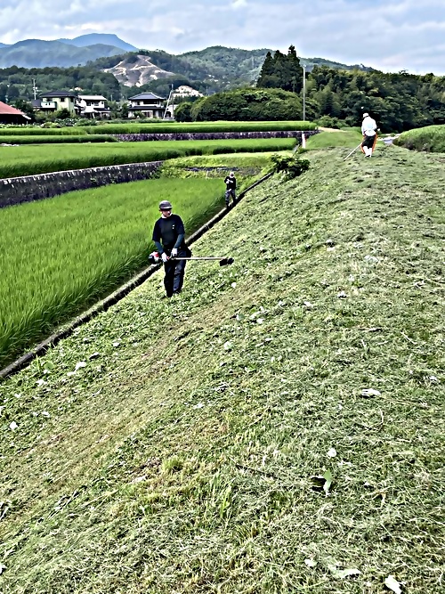 草刈りボランティア LoveRiver GrassBusters 前川農園 farm front river