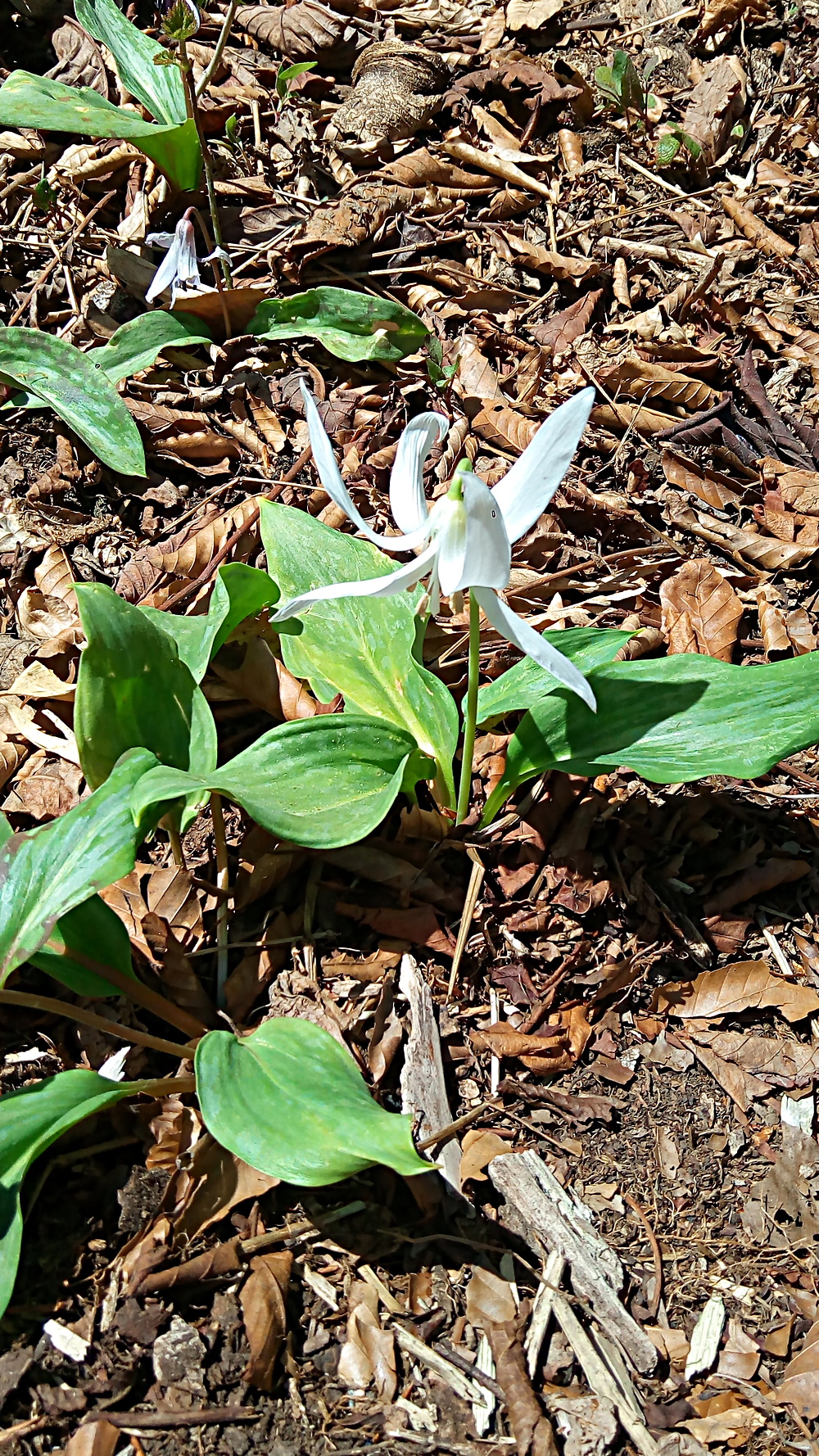 【登山と温泉】1泊2日でカタクリの咲く寂地山とらかん高原へ