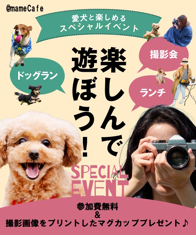 フード・ドリンク＆わんちゃんの食事付き♪ 愛犬撮影会inドッグカフェ