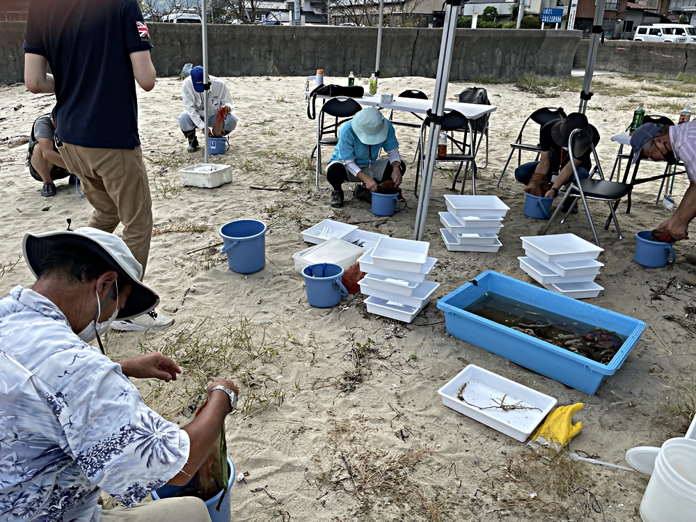 アマモの再生活動体験会