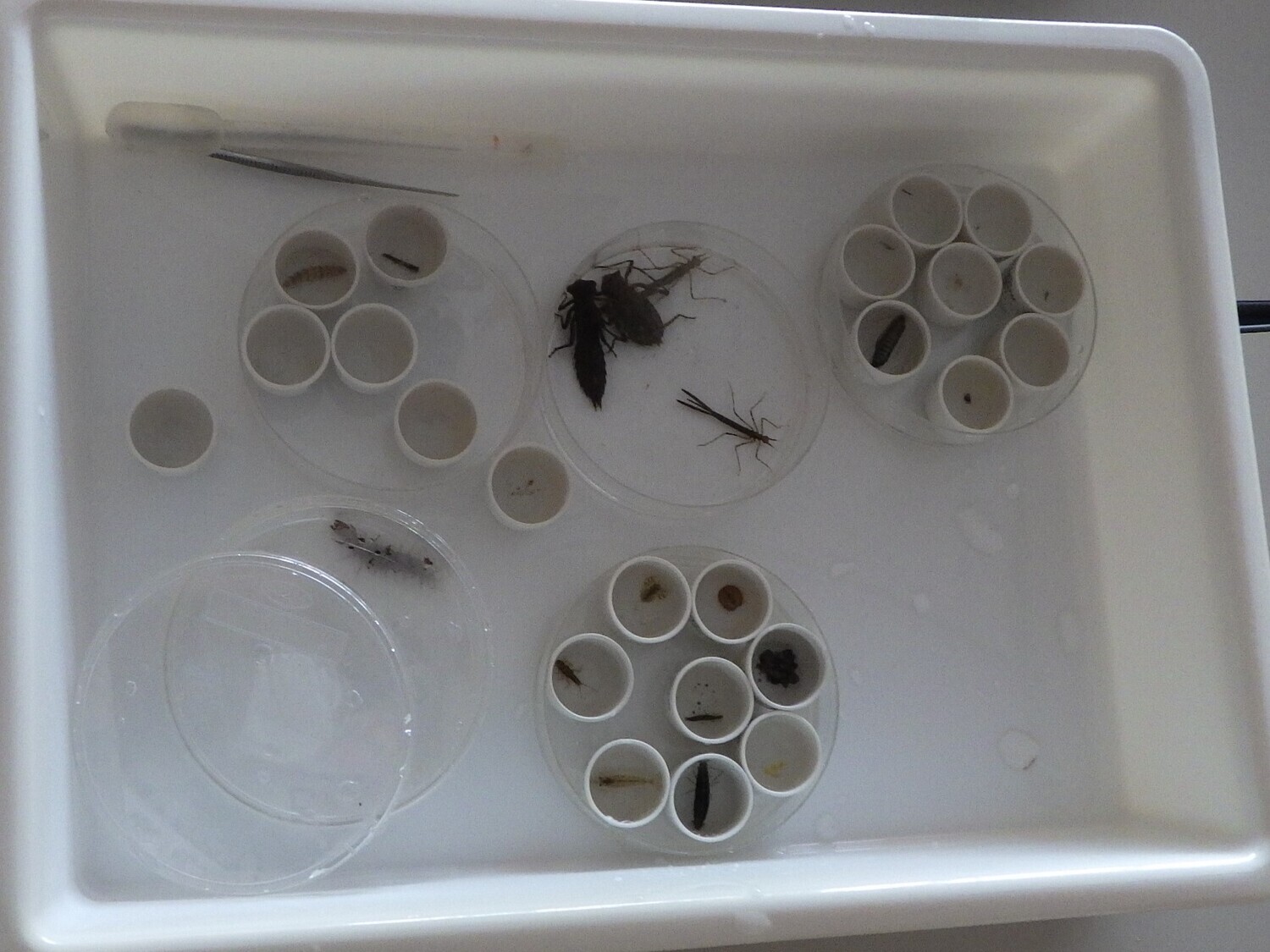 探してみよう！水辺の生き物　in　栗栖川