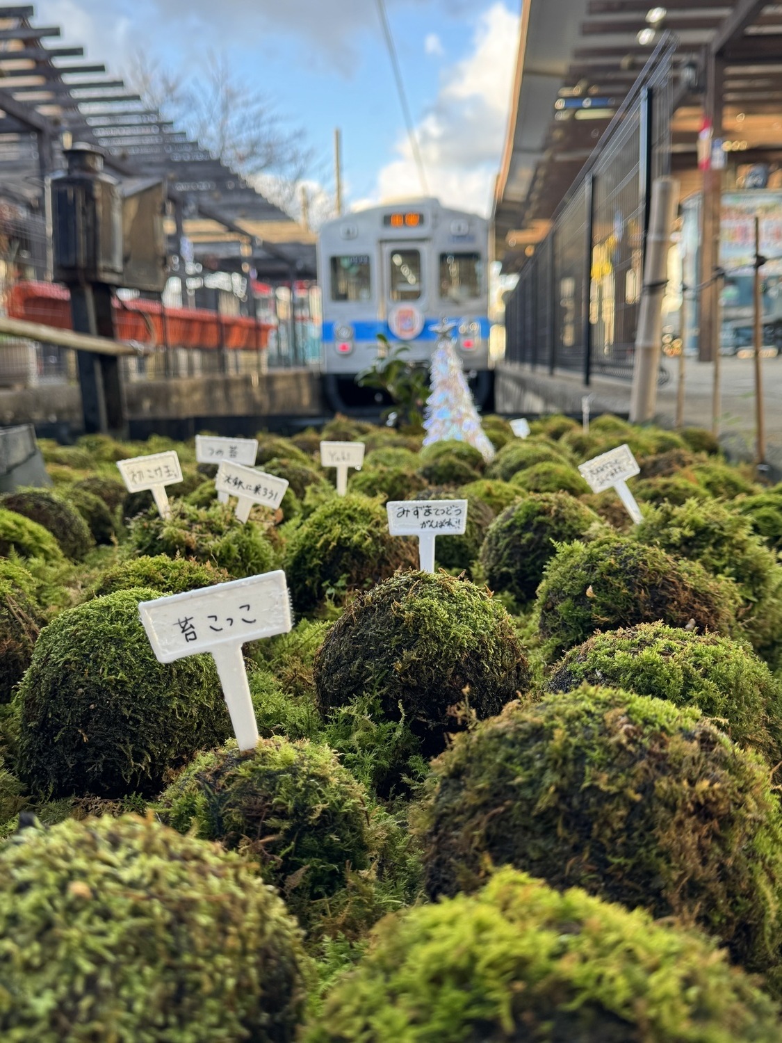 水間鉄道コラボ　手作り苔玉ワークショップ