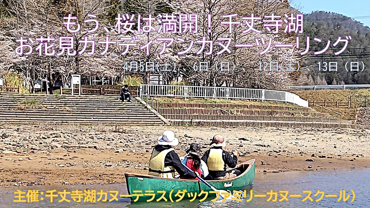 もう、桜は満開！千丈寺湖　お花見カナディアンカヌーツーリング