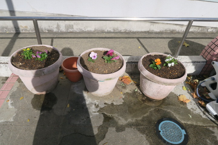 ぴよぴよガーデン チューリップの球根を植えよう