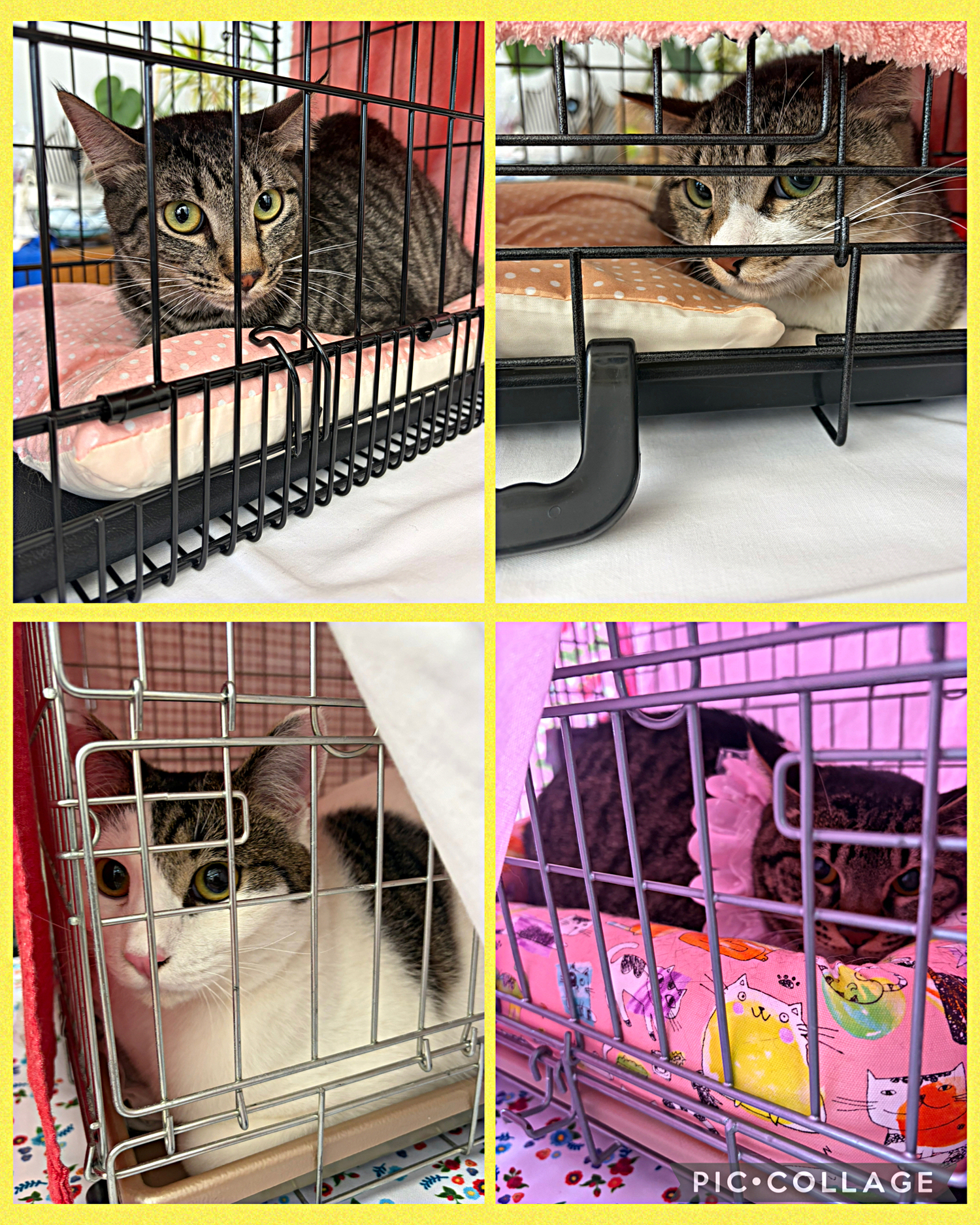 猫の縁結び〜保護猫の譲渡会〜