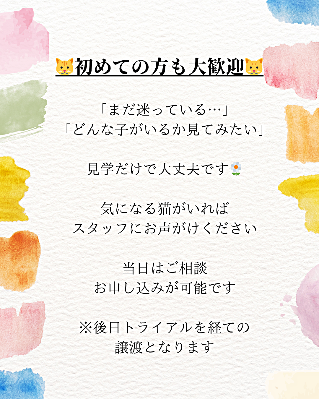 保護猫の譲渡会