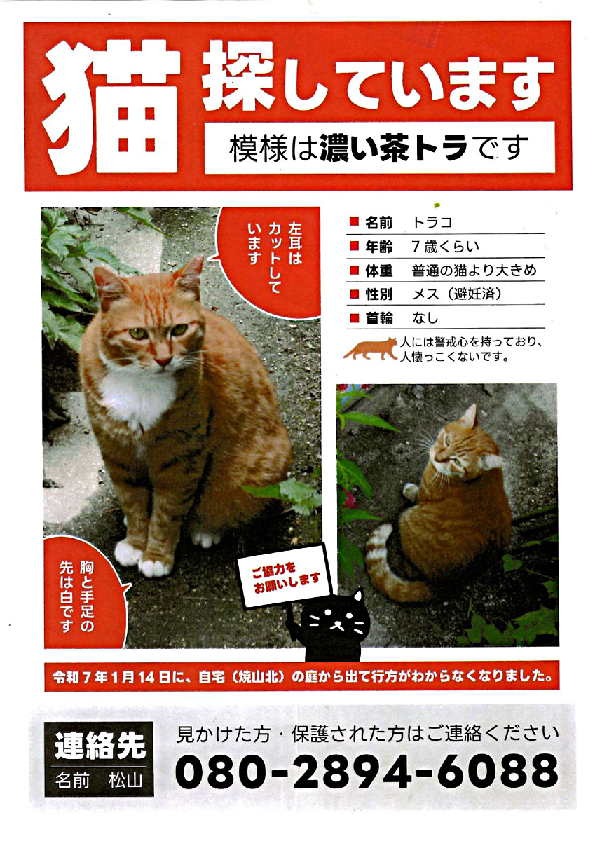 猫探しています。