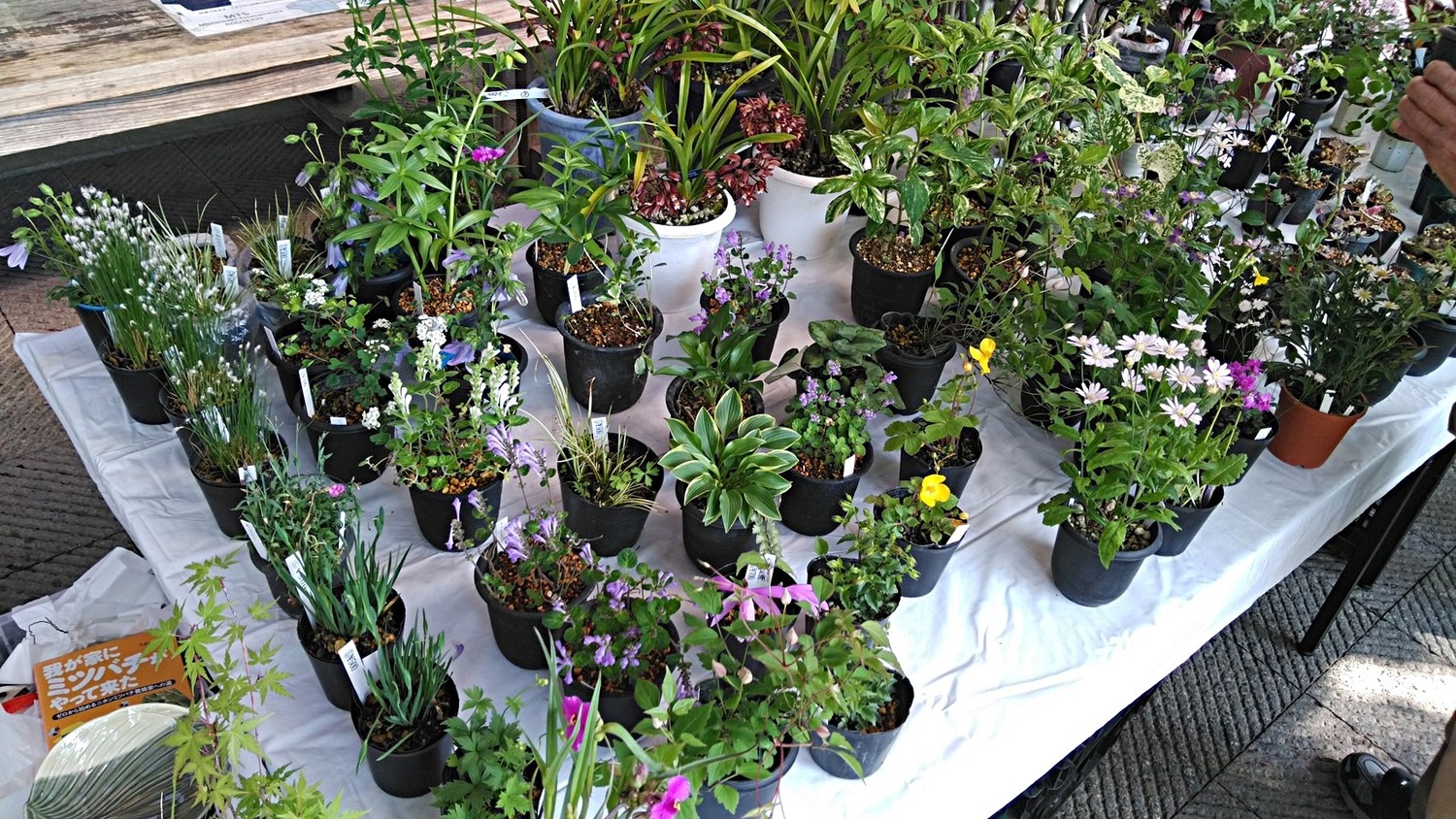 春の山野草展示即売会　ｰ嶺北山野草同好会ー