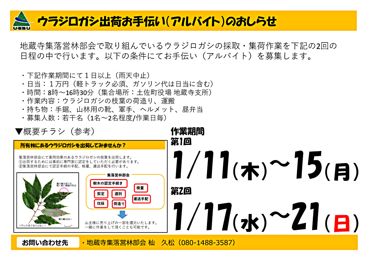 ウラジロガシ集出荷作業のアルバイト募集