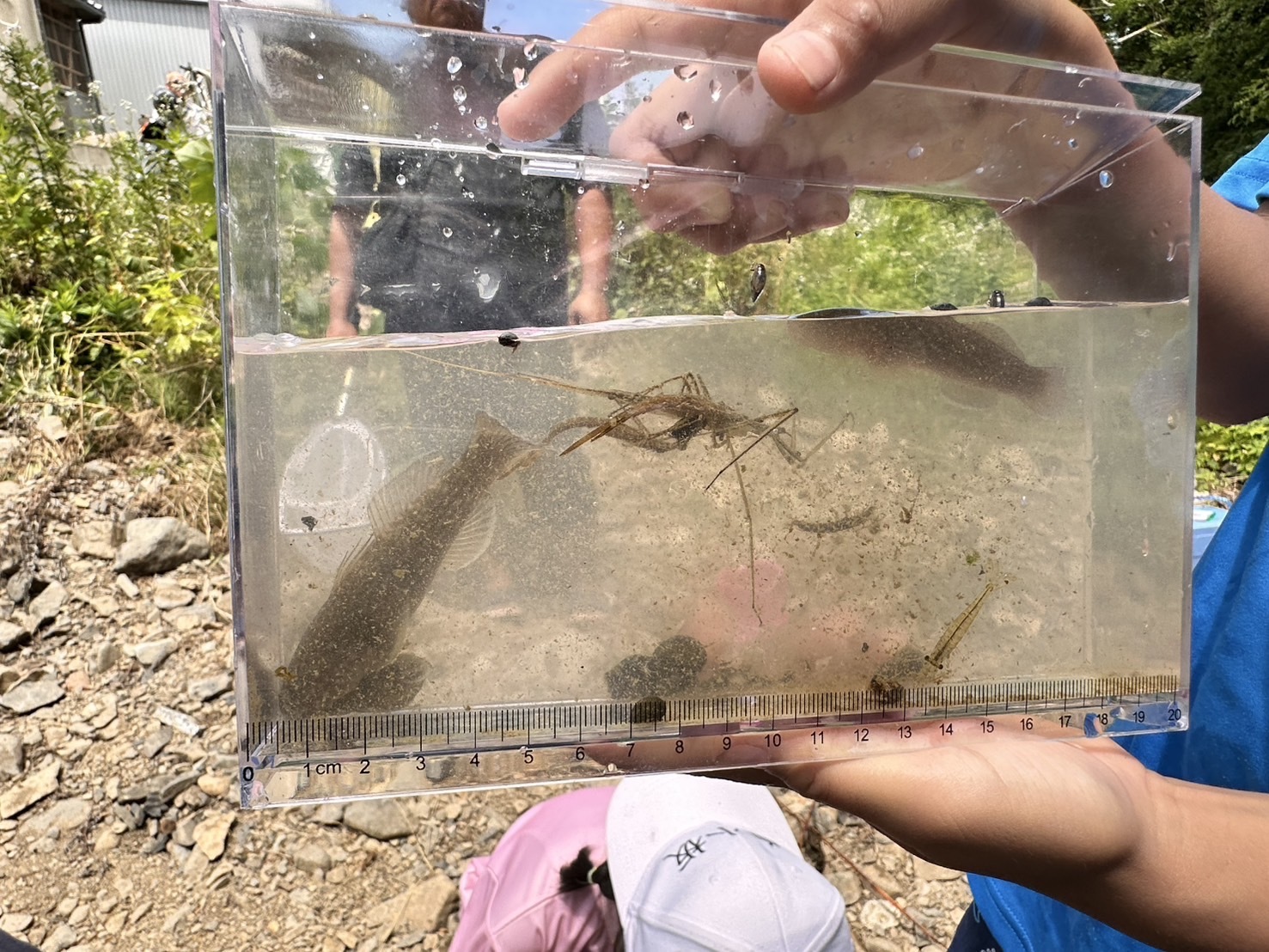 川の生き物を発見しよう！