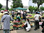 中野区花と緑の祭典2024秋