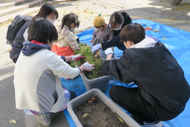 ぴよぴよガーデン チューリップの球根を植えよう