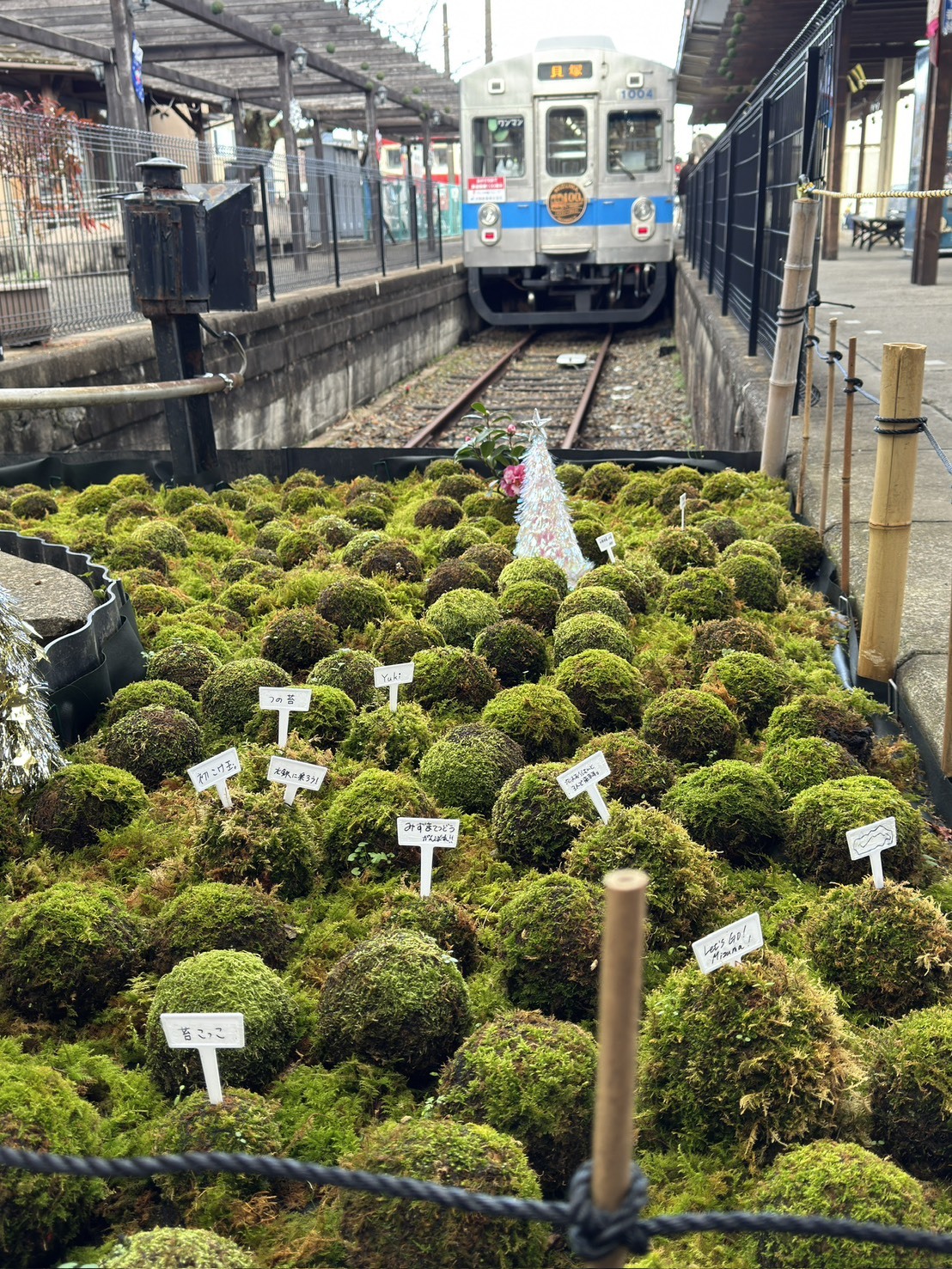 水間鉄道コラボ　手作り苔玉ワークショップ