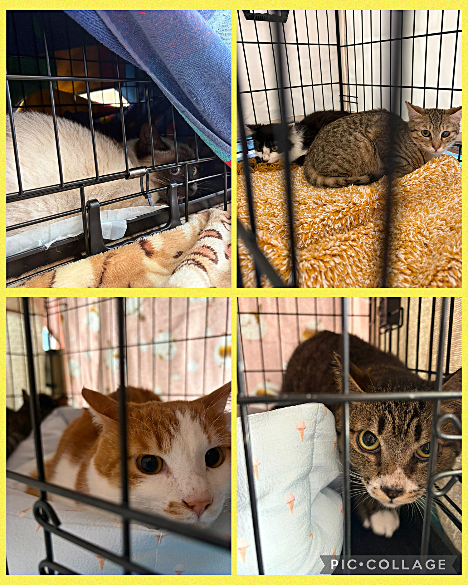 猫の縁結び〜保護猫の譲渡会〜