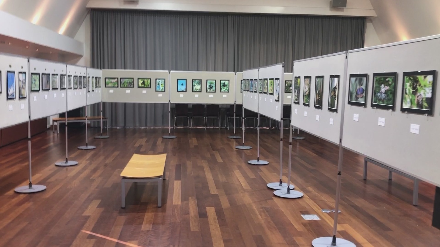 「蝶のいる風景写真コンテスト」、「植物画を描こう！」作品募集
