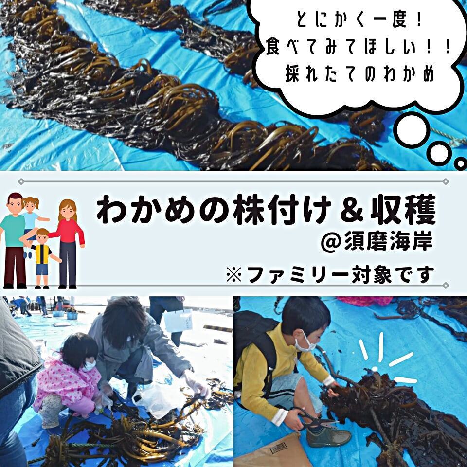 ファミリーわかめの株付け＆収穫