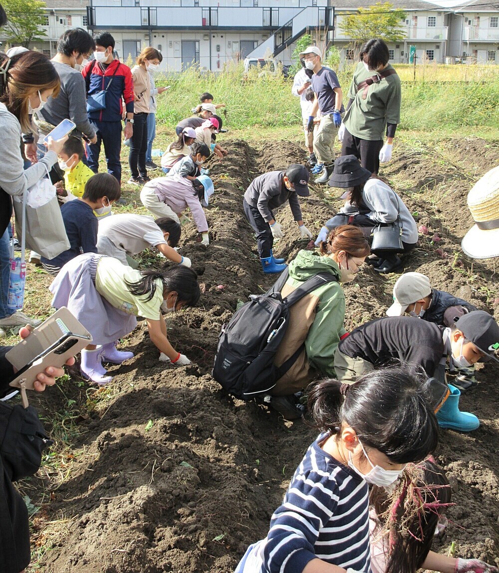 龍王塾　親子でサツマイモ掘り体験　　　　　　　（小雨決行）