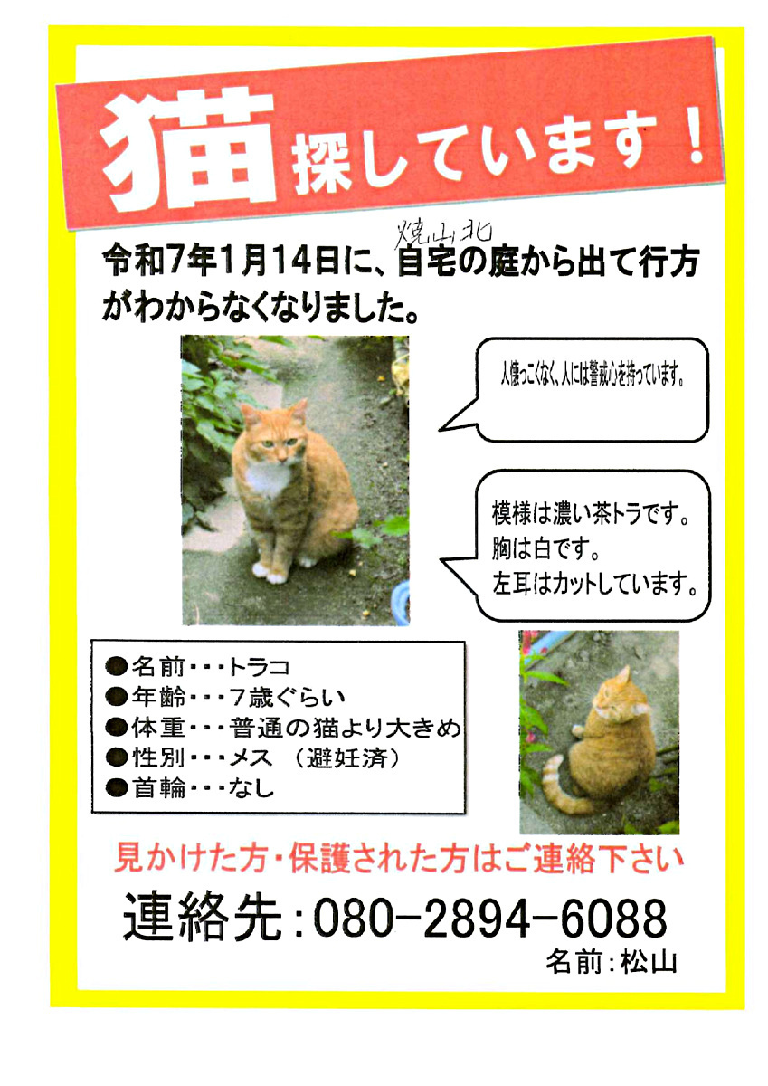 猫を探しています！