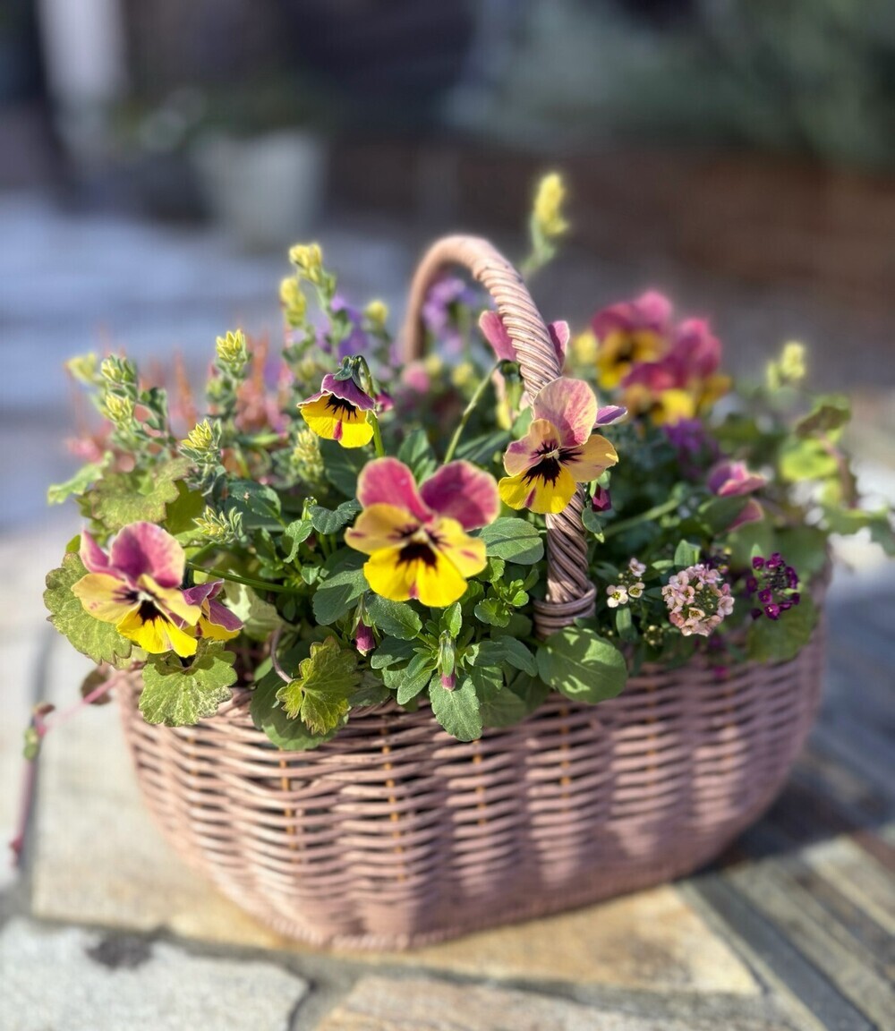 春まで楽しめる寄せ植え花！作ってみませんか？
生涯学習講座