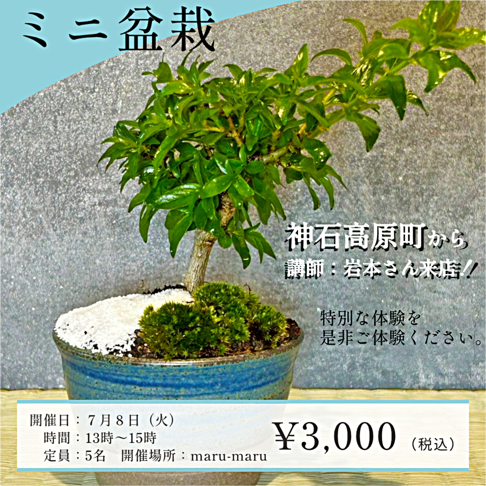 ミニ盆栽作り