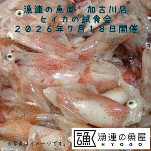 漁連の魚屋 加古川店 ヒイカの試食会