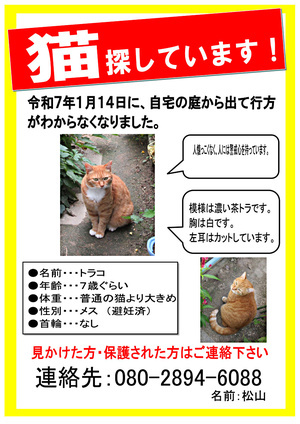 猫を探しています。