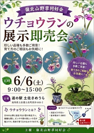 ウチョウランの展示即売会