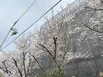 コスモスシアター　2025.4.5