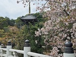 水間寺　2025.4.10