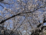近義の里児童遊園　2025.4.6