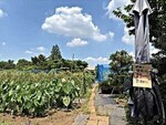 緑の豊かな地域・大野農園