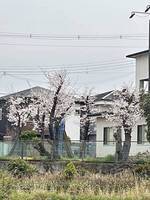 堤町会館　2025.4.5