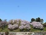 二色の浜公園　2025.4.9