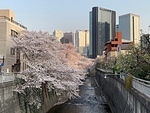 中野区にも神田川が流れていて、そこからの春の景色です。