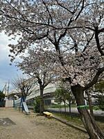 フラワリータウン児童遊園　2025.4.9