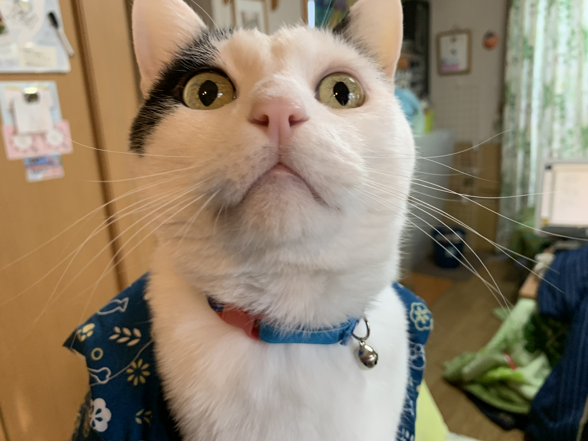 投稿者