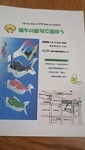 ひよっこクラブ 端午の節句
