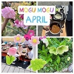MOGU MOGU