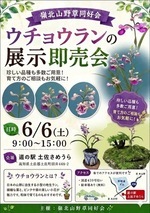ウチョウランの展示即売会
